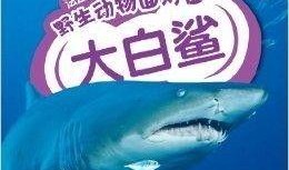 科普爆料大白鲨怎么做视频,科普视频中的捕食者生存智慧